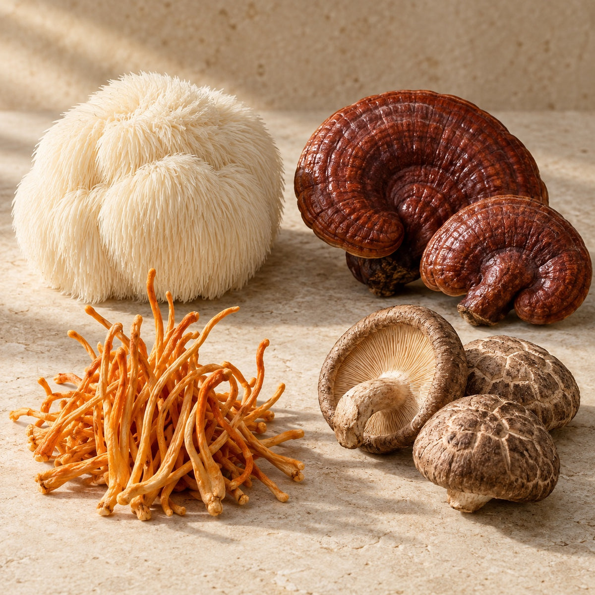 Lion’s mane, reishi, cordyceps and shiitake mushrooms on warm limestone
