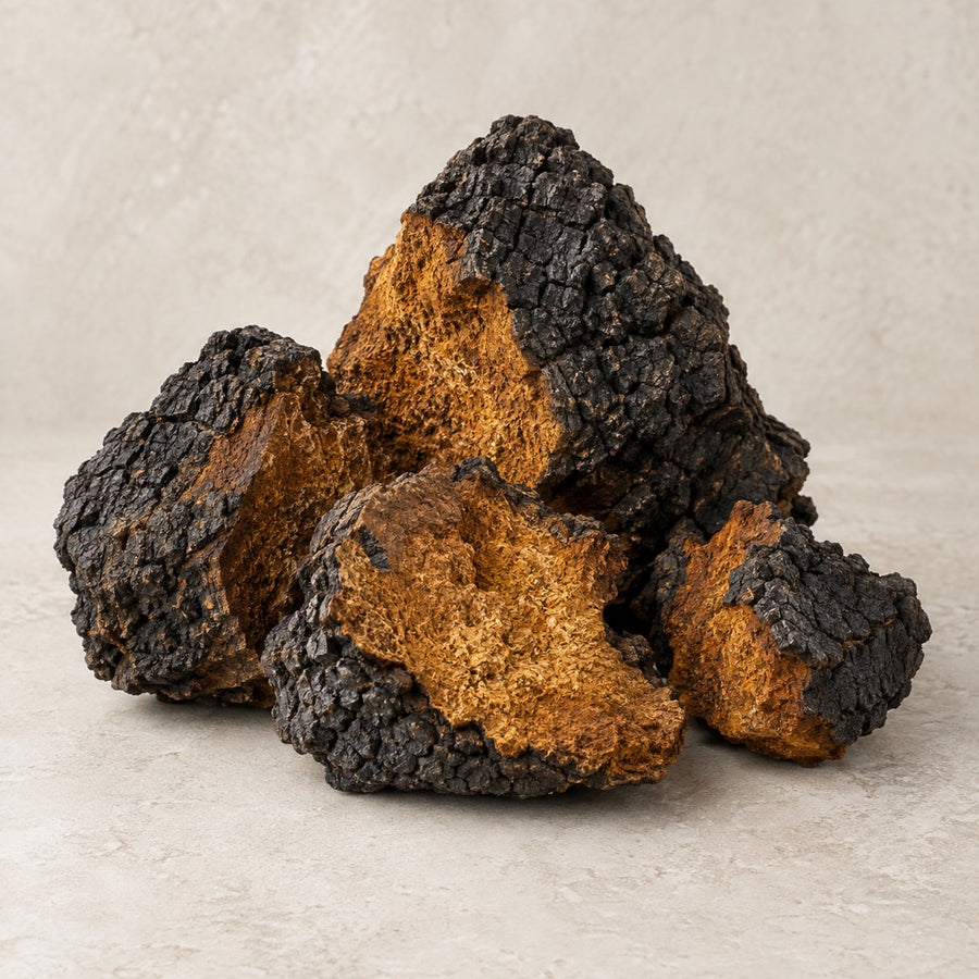 Dark chaga conk pieces with ochre interiors