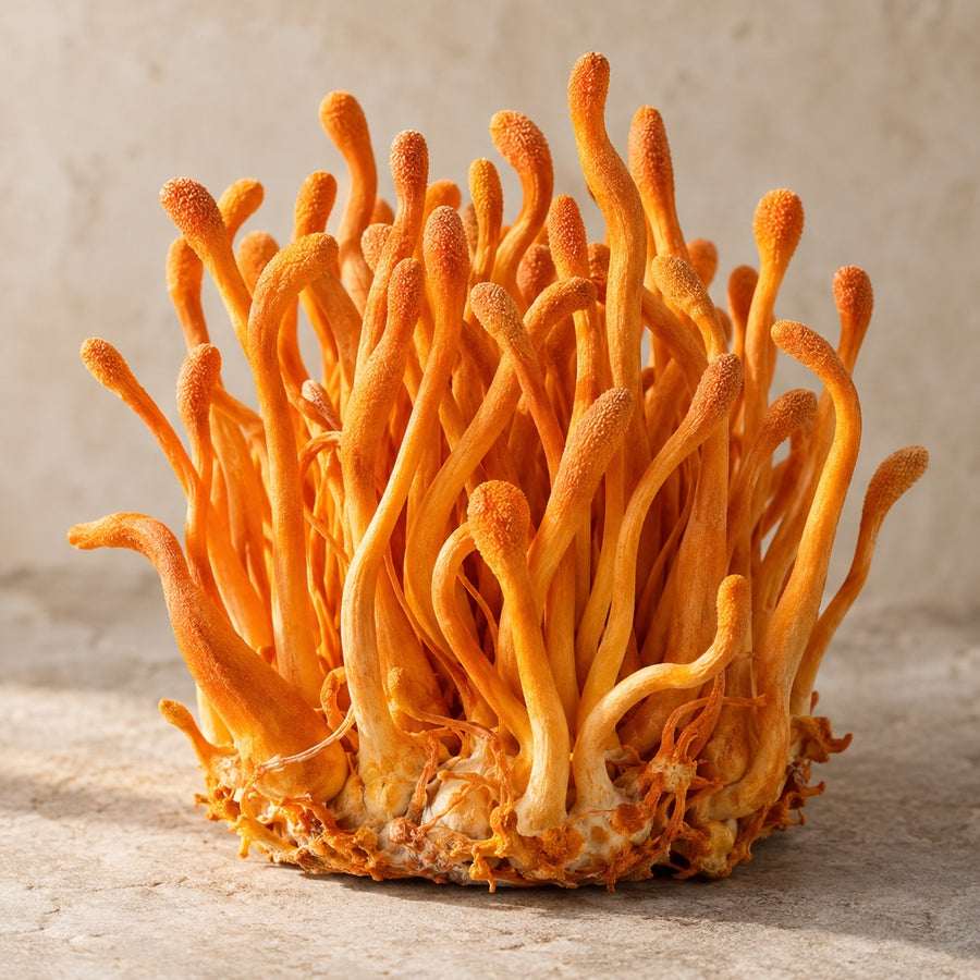 Orange Cordyceps militaris fruiting bodies