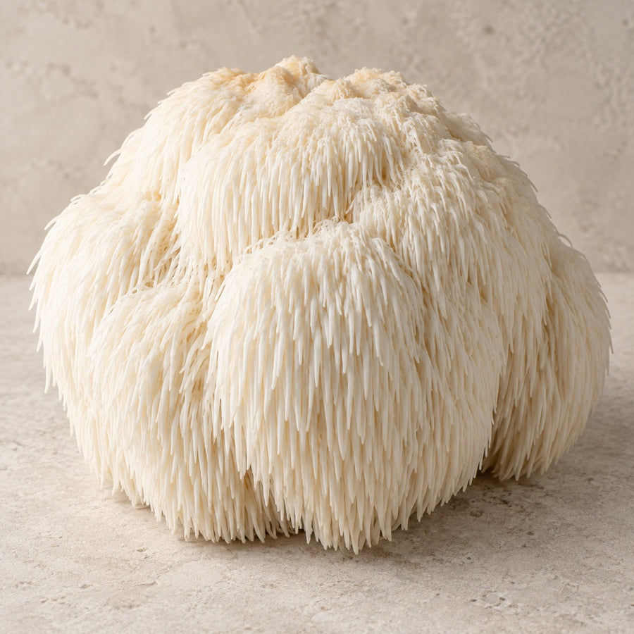 Creamy white lion’s mane mushroom with cascading spines