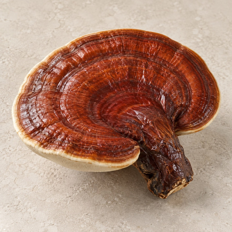Lacquered red-brown reishi mushroom