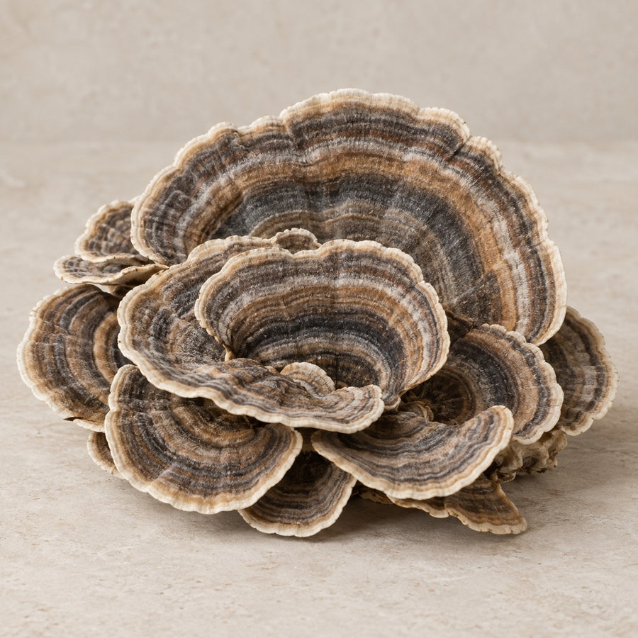 Scalloped turkey tail mushrooms with concentric bands